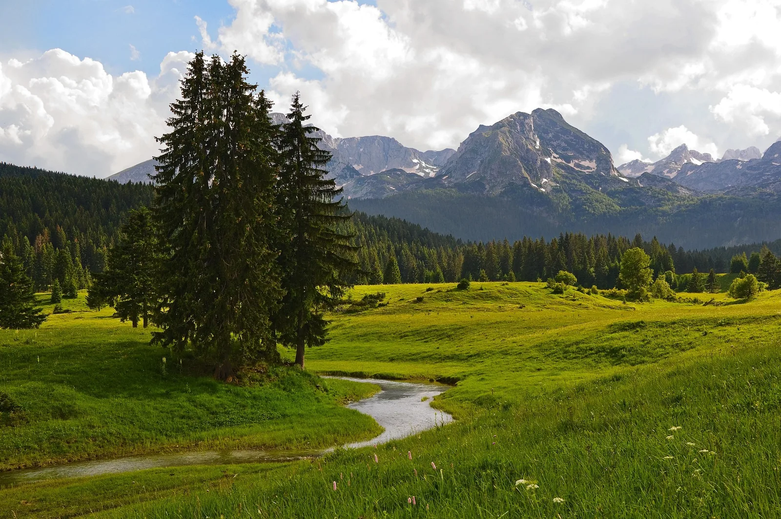 Green meadows, pine trees and Durmitor peaks near Žabljak