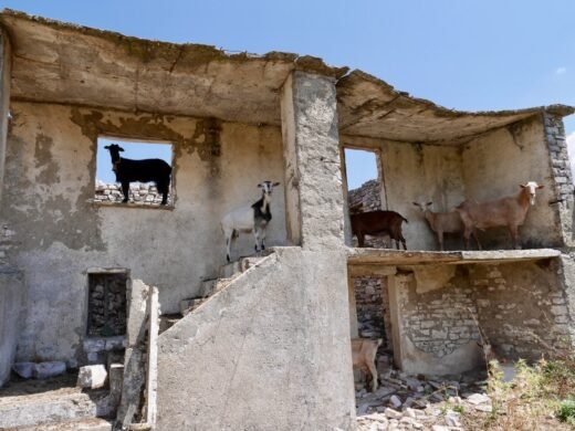goats OK
