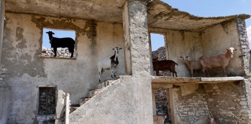 goats OK